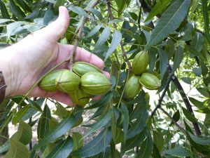 agriculture pecans
