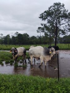 farm finance livestock