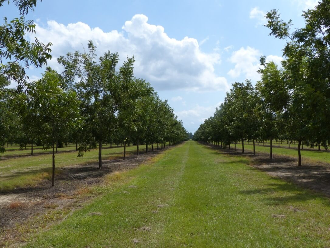 agriculture pecans