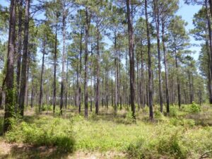 timber land financing