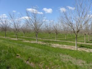 pecan orchard financing